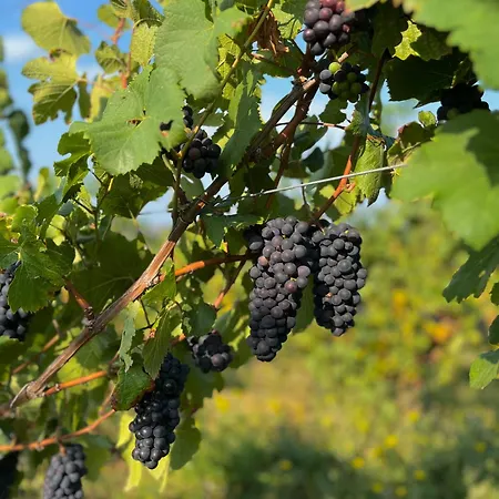 Podere Martina In Altalanga Tatil Evi *