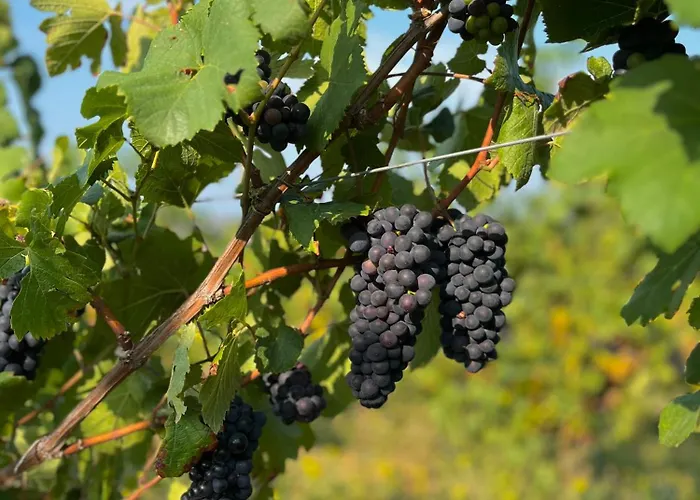 Podere Martina In Altalanga Feriehus *